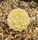Pinguicula esseriana (image for) Pinguicula esseriana