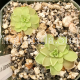 Pinguicula Emarginata x Juamavensis (image for) Pinguicula Emarginata x Juamavensis